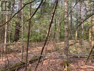 












17556 HIGHWAY 62

,
Madoc,







Ontario
K0K2K0

